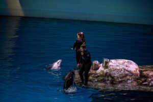 boto encontrado morto