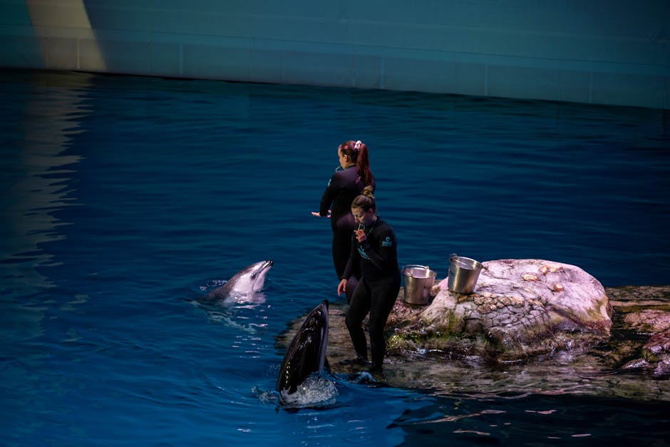 boto encontrado morto