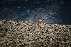 Caça abatido no Irã