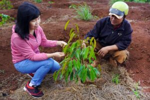Caroço de açaí negócio