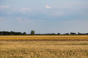 Mariângela Hungria influência na agricultura