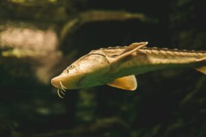 Pirarucu Fujona em tanque de predadores