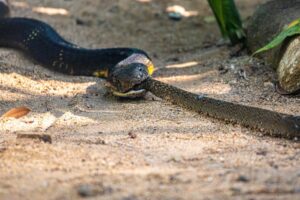 Serpentes que causam acidentes no Tocantins