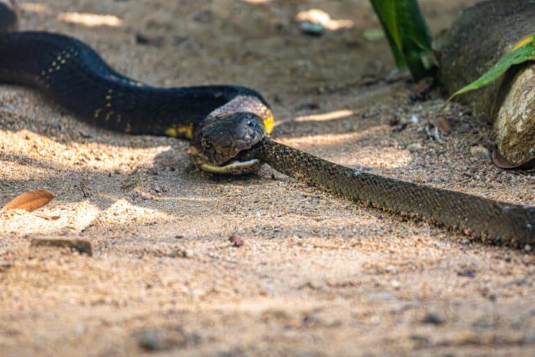 Serpentes que causam acidentes no Tocantins