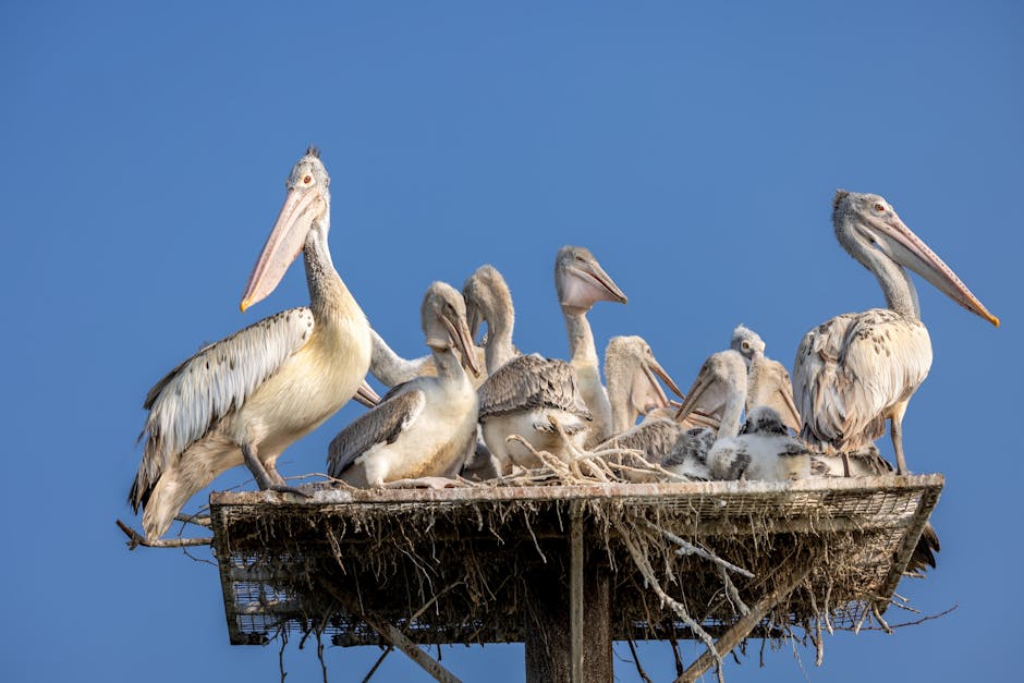 Polícia resgata aves silvestres em Teresina