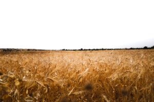 Azeite Afonso proibição