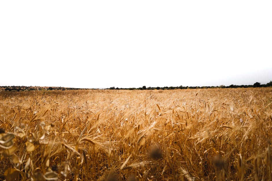 Azeite Afonso proibição