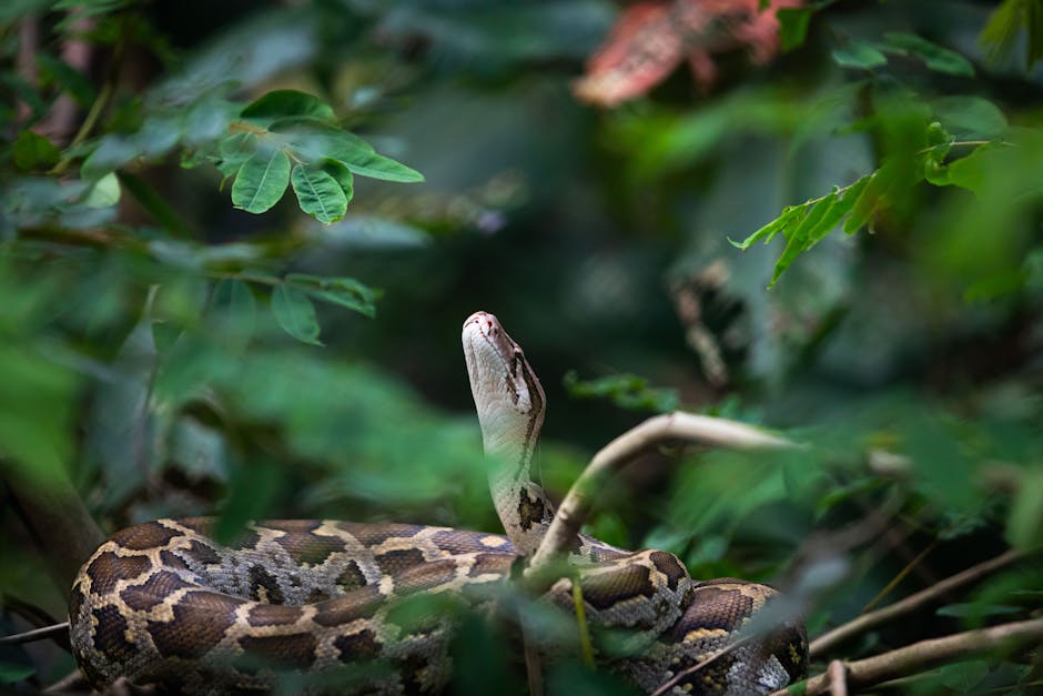 sucuri resgatada UPA