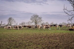 exportações carne bovina