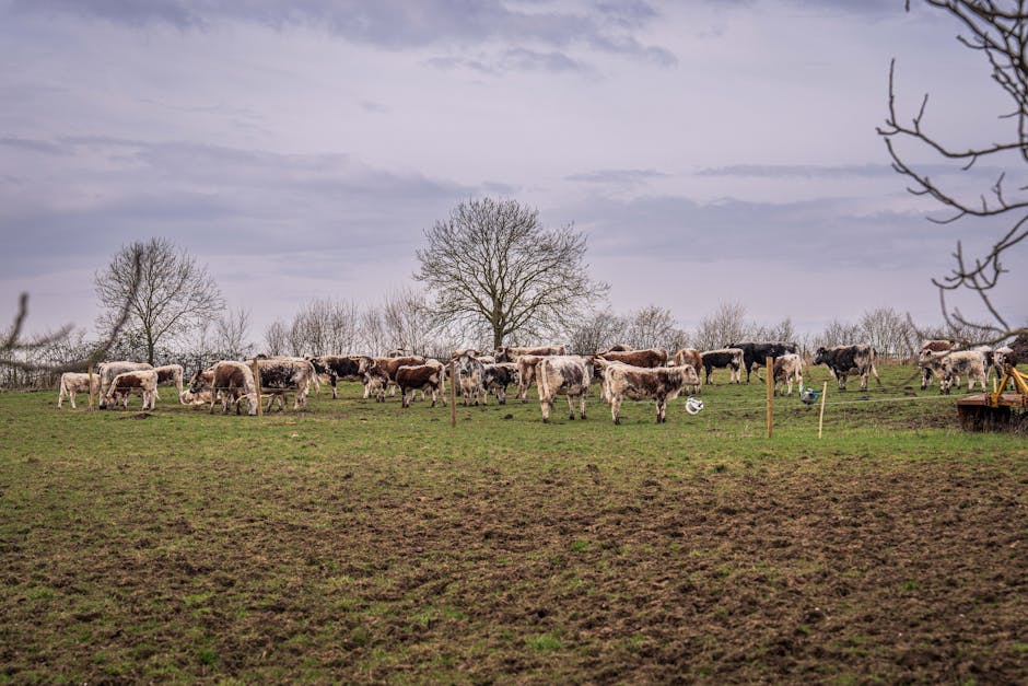 exportações carne bovina