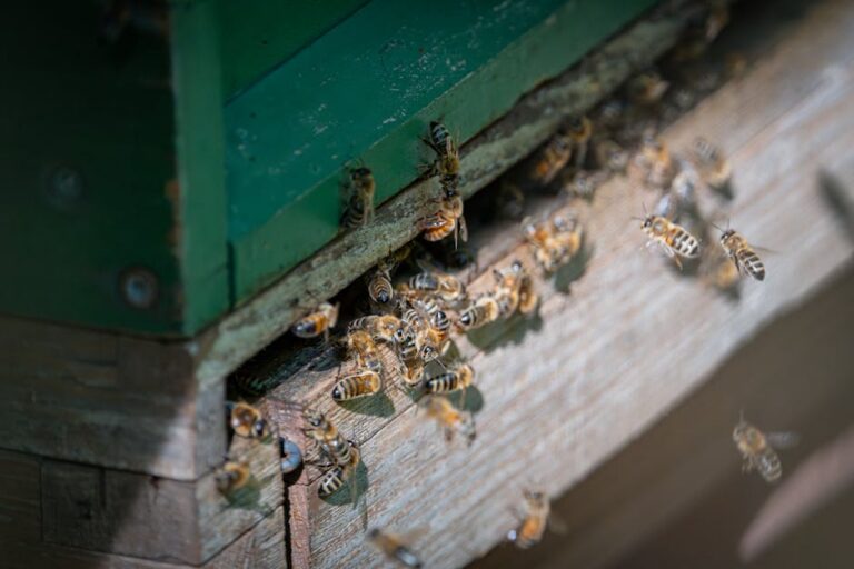 Enxame de abelhas africanizadas