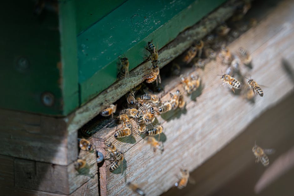 Enxame de abelhas africanizadas