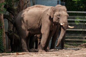 Animais silvestres resgatados em Pio IX