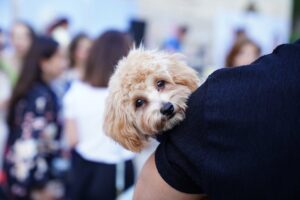 Cão reencontra tutores em mutirão de castração