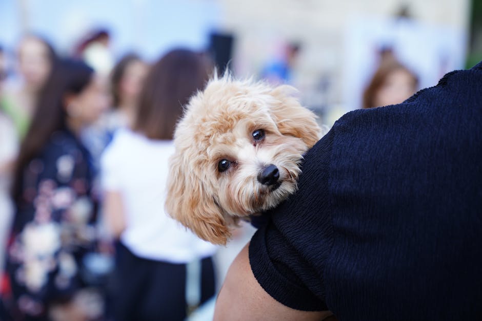 Cão reencontra tutores em mutirão de castração