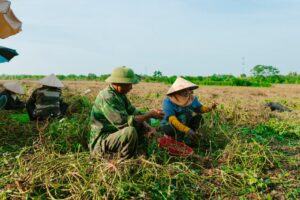 Colheita de macaxeira no Piauí