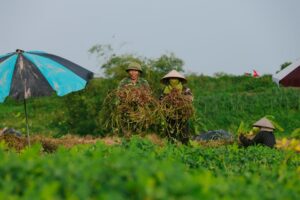 Praga vassoura-de-bruxa afetando plantações