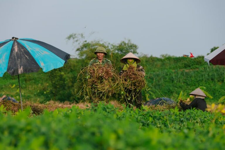 Praga vassoura-de-bruxa afetando plantações
