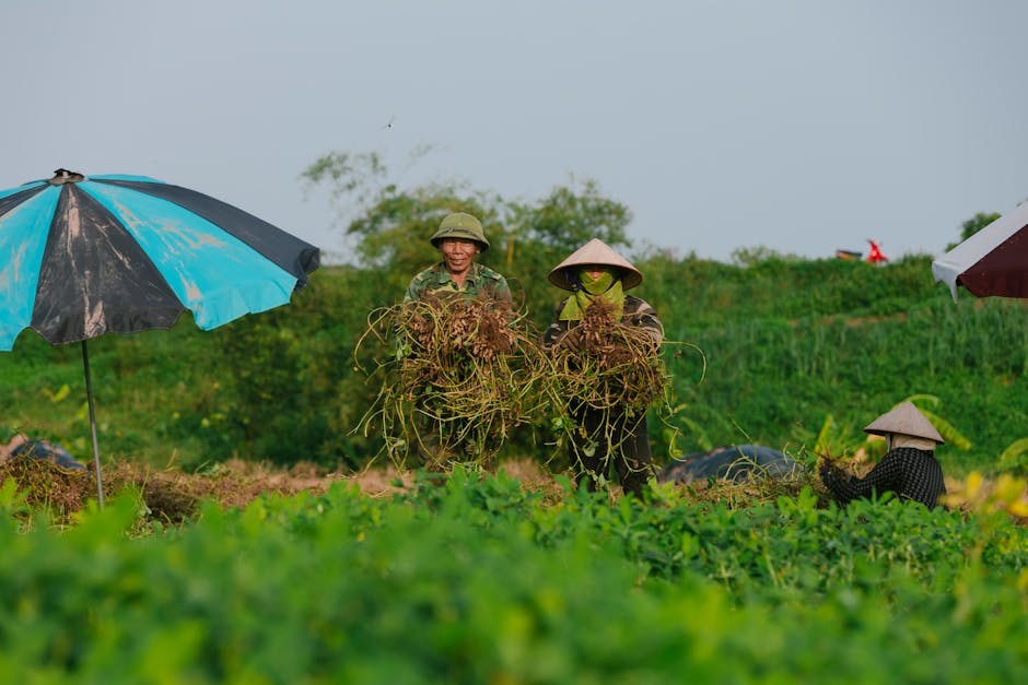 Praga vassoura-de-bruxa afetando plantações