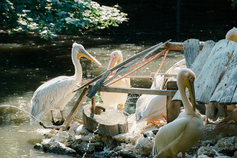 Criação ilegal de pássaros no Amazonas
