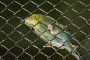 periquito azul Tocantins