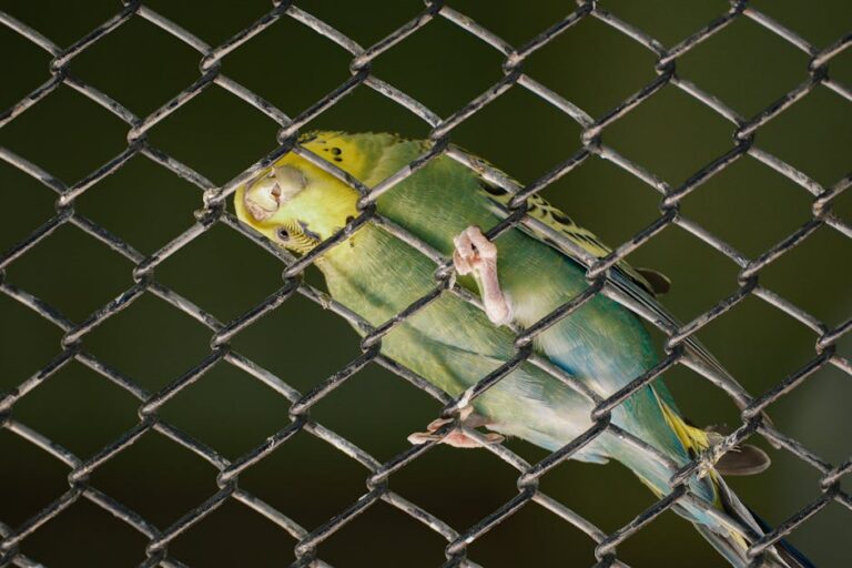 periquito azul Tocantins