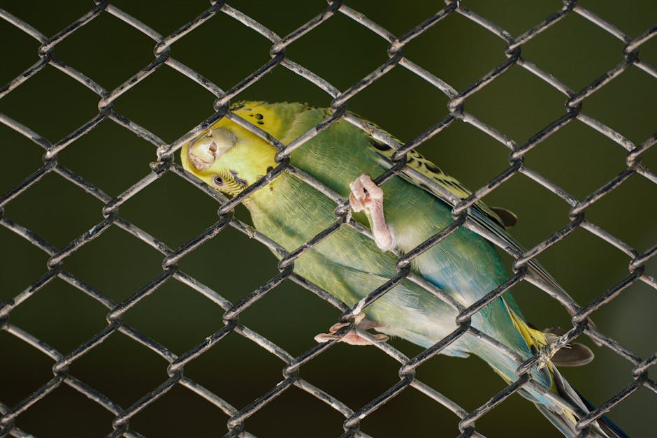 periquito azul Tocantins