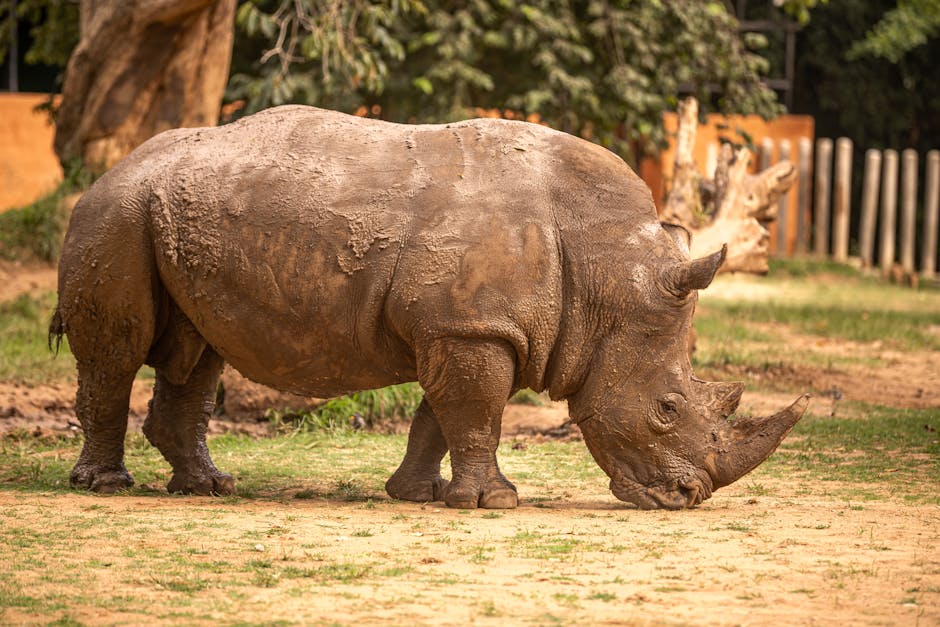 animais envenenados Sertão Paraíba