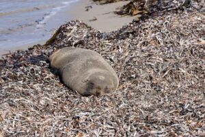 morte do elefante-marinho em Alagoas
