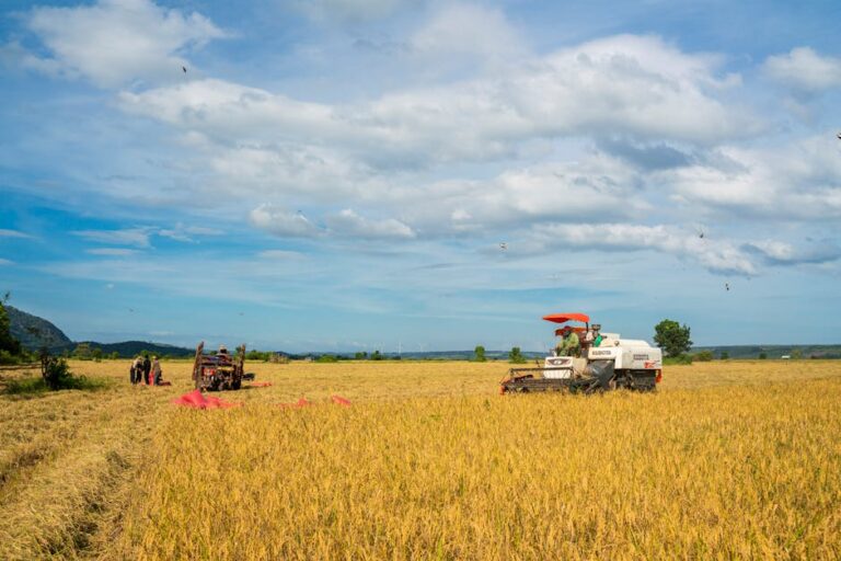 Colheita do pinhão em SC