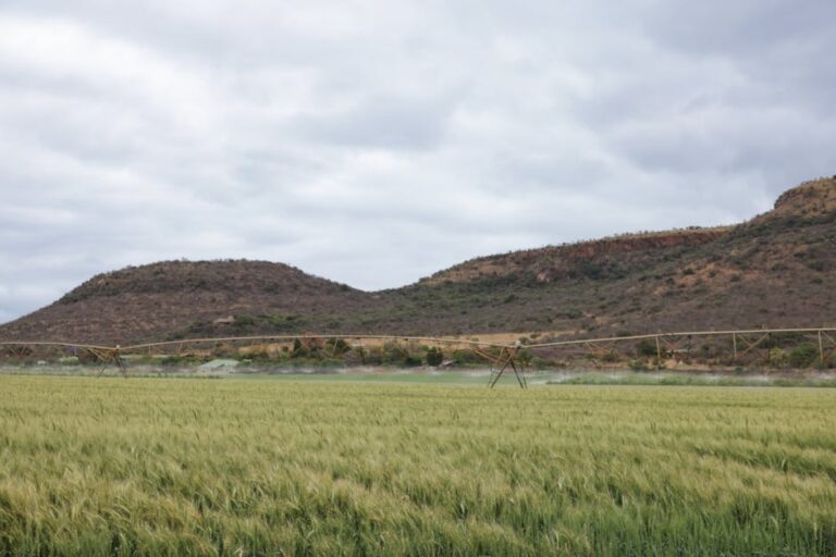 Carne de paca preparada por Janja