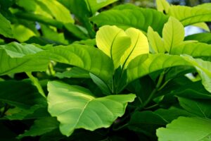 Machaerium guidone planta