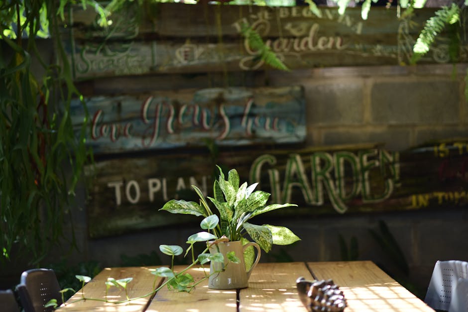 jabuticabeira dentro de casa