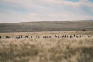 Lonesome Dove minissérie destaque