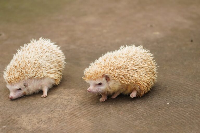 Ouriço africano apreendido