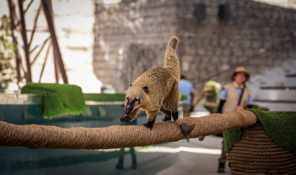 Tamanduá resgatado Aracaju