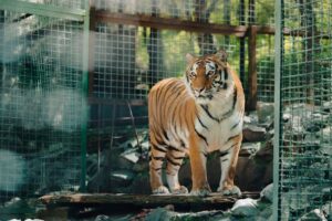 Animais silvestres resgatados em Sergipe