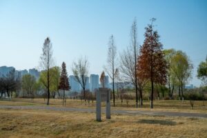 Árvore grande porte caída em Teresina