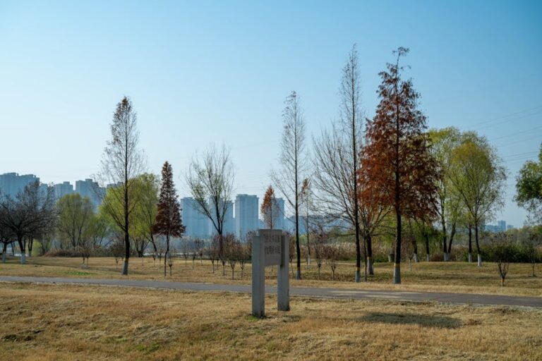 Árvore grande porte caída em Teresina