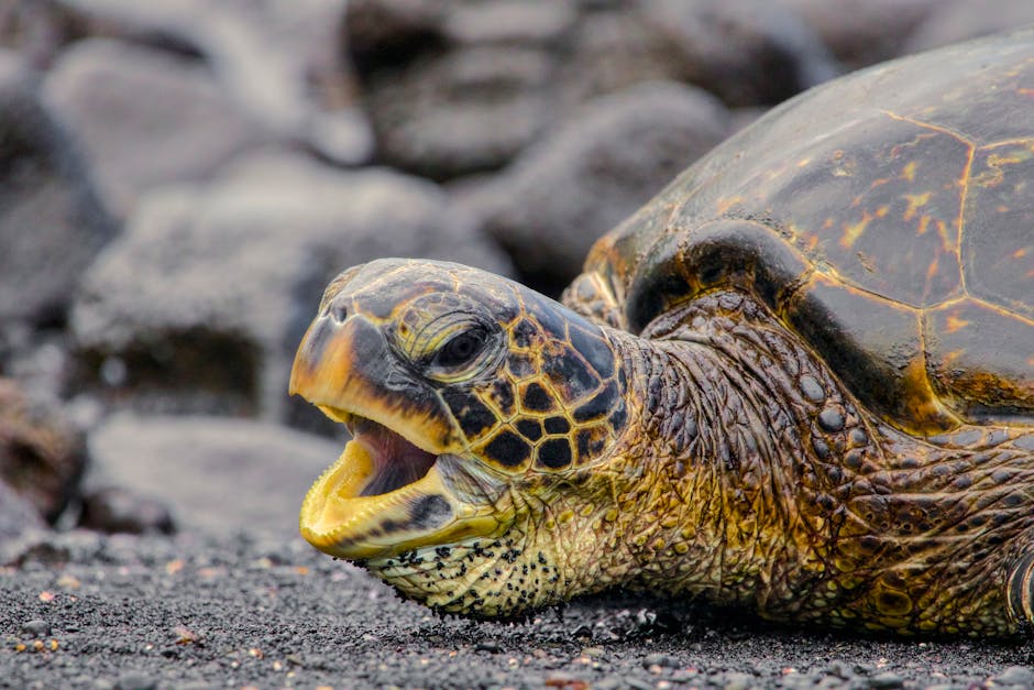 Desova de tartaruga com sensor térmico e IA