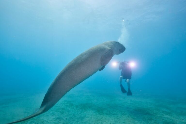 Fernando Maceno mergulhador