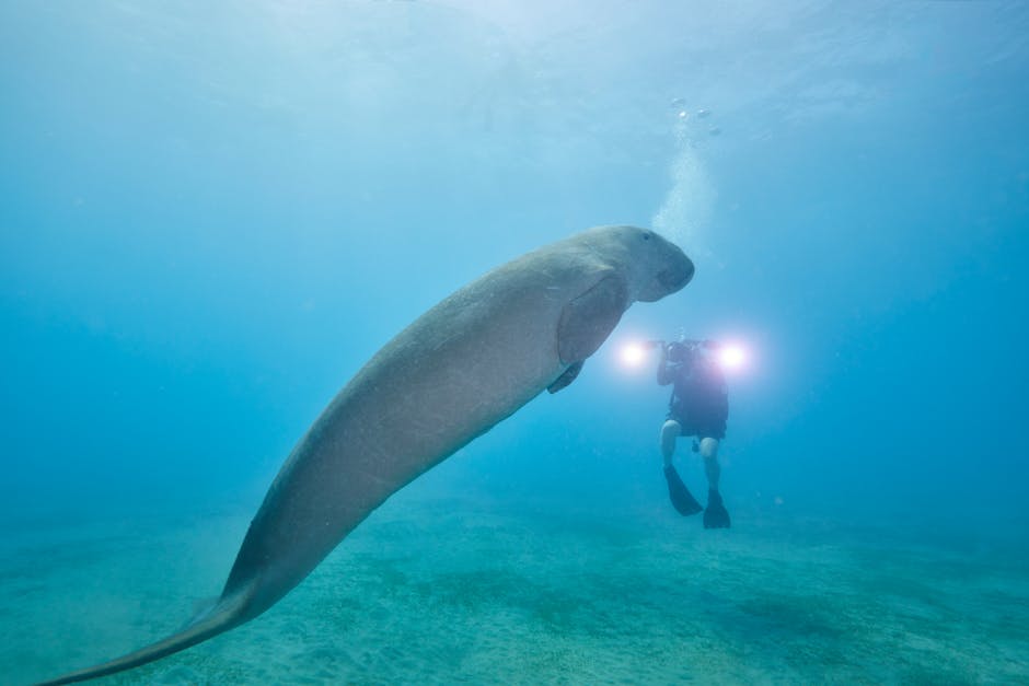 Fernando Maceno mergulhador