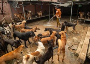 Cães encontrados mortos em Paulistana
