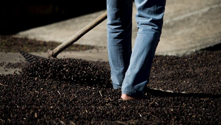 preço do café em 2026