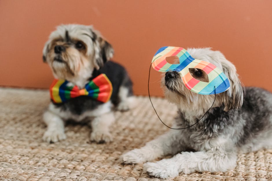 Andre Marques e sua cadelinha Pururuca