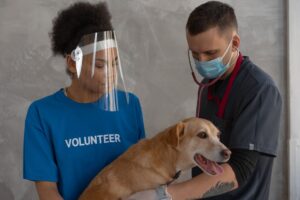 eutanásia em clínica veterinária