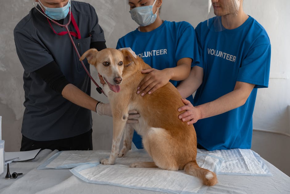 Cão baleado Guaratiba se recuperando