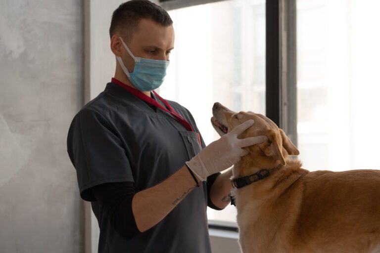 Diferenças entre artrite e artrose em pets