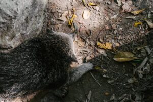 Animais mortos Piauí