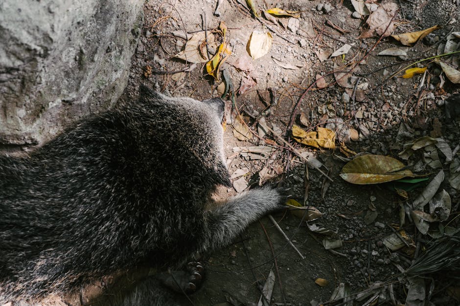 Animais mortos Piauí
